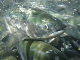 Image provided by USDA salmon