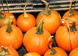 Pumpkin genomes sequenced