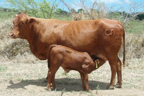 Cow and calf 3