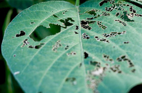 Integrated Pest Management leaf image