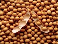 soybeans