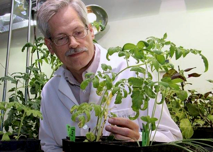 Jim Westwood, professor at Virginia Tech's College of Agriculture and Life Sciences examines Dodder plant. Image provided by Virginia Tech.