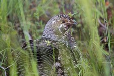 Photo by Neal Herbert National Park Service Ruffed Grouse Fresh from the Field Falita Liles