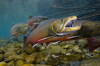  Fresh from the Field NIFA Impacts A Bull trout swims in a stream  U.S. Fish and Wildlife Service photo