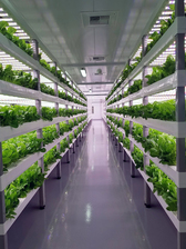 Indoor and vertical farming may be part of the solution, photo by Oasis Biotech