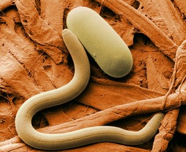 Soybean cyst nematode and egg SEM USDA photo Fresh From the Field NIFA Impacts