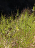 Medusahead USDA photo Fresh From the Field NIFA Impacts Wyoming