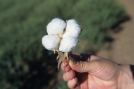 Fresh from the Field USDA NIFA Cotton farmer holds a cotton boll harvested from a cotton field USDA photo by Larry Rana Kentucky State