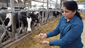 Dr. Pitta’s team adds an enzyme powder to cow feed, which cuts methane emissions by 30 percent. Photo by University of Pennsylvania. 