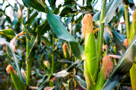 Photo of a corn field, courtesy of Getty Images. 