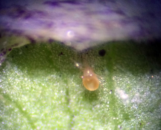 Predatory mites are natural enemies to notorious crop pests. Photo courtesy of Clemson University.