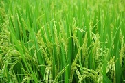 Rice Green. Pixabay Image.