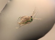 Water flea (Ceridaphnia dubia). Photo by Matthew Slattery, Oregon State University.