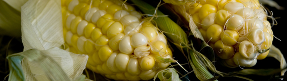 Image of two heads of corn, courtesy of University of Florida. 