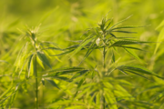 Industrial hemp, image courtesy of Getty Images.