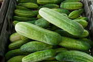 Cucumber picture. USDA photo by Lance Cheung. USDA NIFA Impacts.