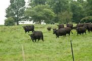 Cattle in grass. USDA photo by Lance Cheung. USDA NIFA Fresh From the Field.