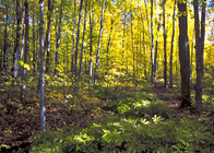 Nature’s color abounds in a forest on Michigan’s Upper Peninsula. Photo courtesy of USDA, Bob Nichols.