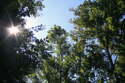 Forest tree top image from the University of Tennessee, by T. Johnson. 