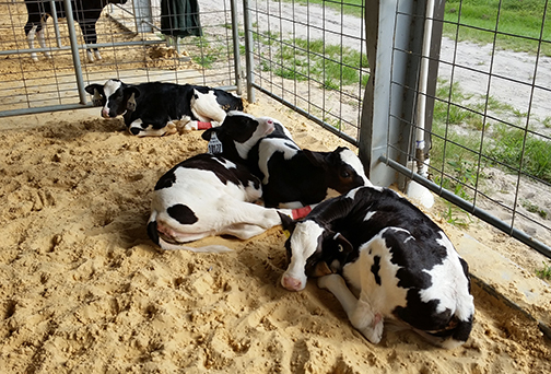 NIFA funds research into early dairy cattle development at the UF Dairy Unit in Hague, north of Gainesville, Florida. Photo courtesy of UF/IFAS.