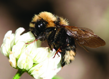 Bees are responsible for pollinating approximately $15 billion worth of crops in the United States each year. Photo courtesy of USDA Forest Service.