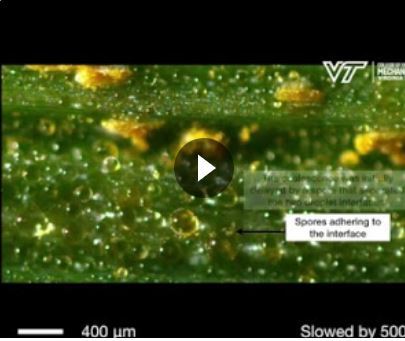 Sneezing Plants. Jonathan Boreyko. Virginia Tech. USDA NIFA Impacts.