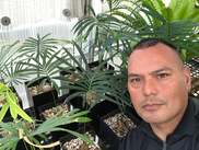 Photo: Brian Thorson, Botanical Curator at California State University, Long Beach, with his newly acquired Cycas micronesica seedlings. 