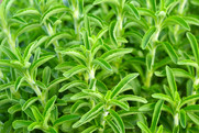Stevia green plant . Getty Images. Stevia is a useful green plant agriculture is a sugar substitute. NIFA Impacts