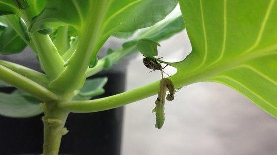 A spined soldier bug nymph eats a cabbage looper larvae on a cabbage plant. Photo courtesy of Ricardo Perez-Alvarez.
