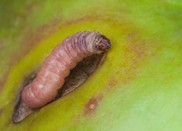 Caterpillar pest Codling moth crawls on a green apple. Getty Images. USDA NIFA Impacts.