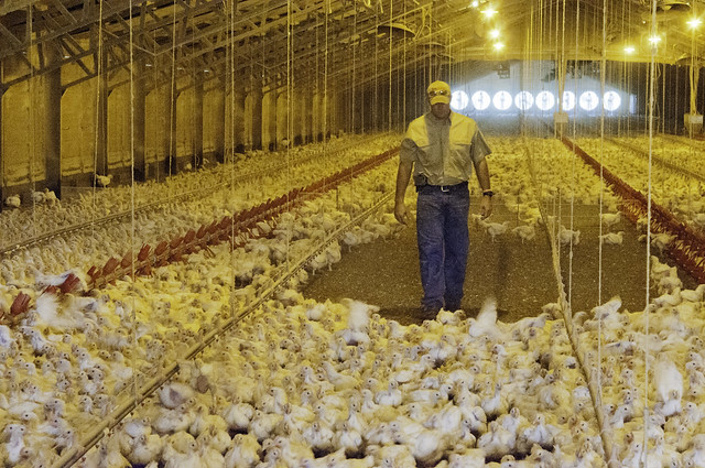 A poultry producer checks the broiler hens in one of his chicken houses. USDA photo by Bob Nichols