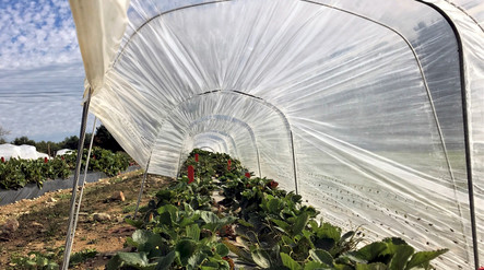 Growing strawberries in low tunnels increased the percent marketable yield by about 10 percent. Photo Credit: Kaitlyn Orde/UNH.​