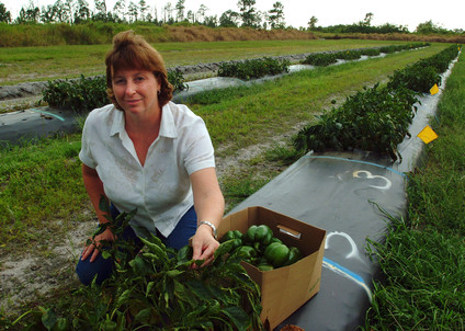 Pamela Roberts, a UF/IFAS plant pathology professor, leads research into ways to reduce bacterial diseases in peppers. UF/IFAS image. 
