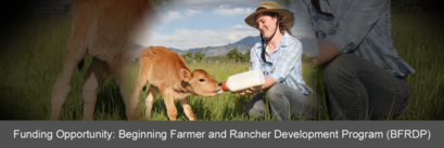 Beginning Farmer and Rancher Program. Photo of woman feeding calf links to BFRDP request for application webpage. Photo courtesy of Getty Images.