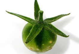 Tomato plant affected by bacterial canker. Image courtesy of Cornell University. 