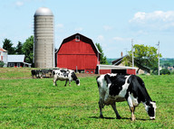 Wisconsin Dairy Farm image courtesy of Getty Images