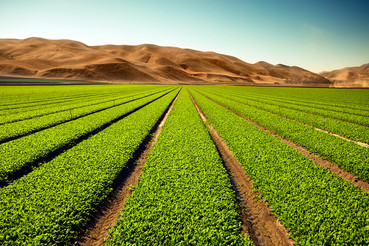Crops grow on fertile farmland. Photo courtesy of iStock.
