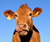 Brown cow, image courtesy of Getty Images. 