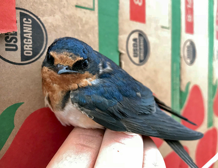 A barn swallow perches on a hand by boxes for strawberries.Photo courtesy of Elissa Olimpi with UC Davis.