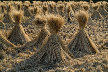 Rice straw stacked in a field. Courtesy of Wikimedia Commons.