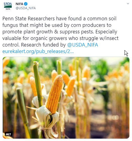 NIFA Penn State soil fungus tweet 