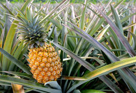 Pineapple farm. Photo courtesy of Getty Images. 