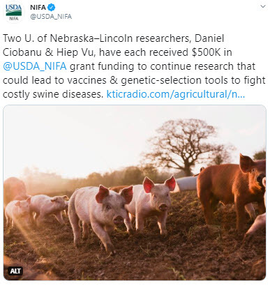 NIFA University of Nebraska tweet - Daniel Ciobanu, left, and Hiep Vu have received separate NIFA grants focused on swine viral diseases. 