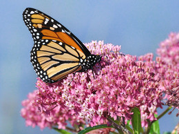 Monarch butterfly. Photo courtesy Getty Images.
