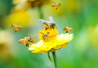 Pollinators populations are at a critical crossroads. Photo honey bees courtesy of Getty Images.