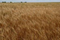 Kansas wheat field, image courtesy of Kansas State University. 