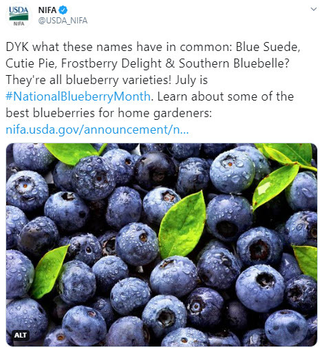 NIFA's national blueberry month tweet
