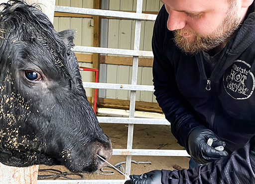 Purdue University graduate student Josiah Davidson collects a nasal swab from a calf to test. Photo courtesy Suraj Mohan.