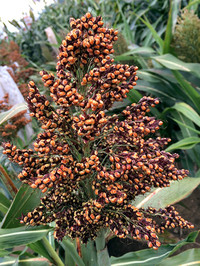 This sorghum head shows accumulation of red flavonoid compounds. Photo courtesy of Surinder Chopra.