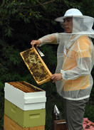 The bee hive box is opened by Dr. Li-Byarlay Central State University